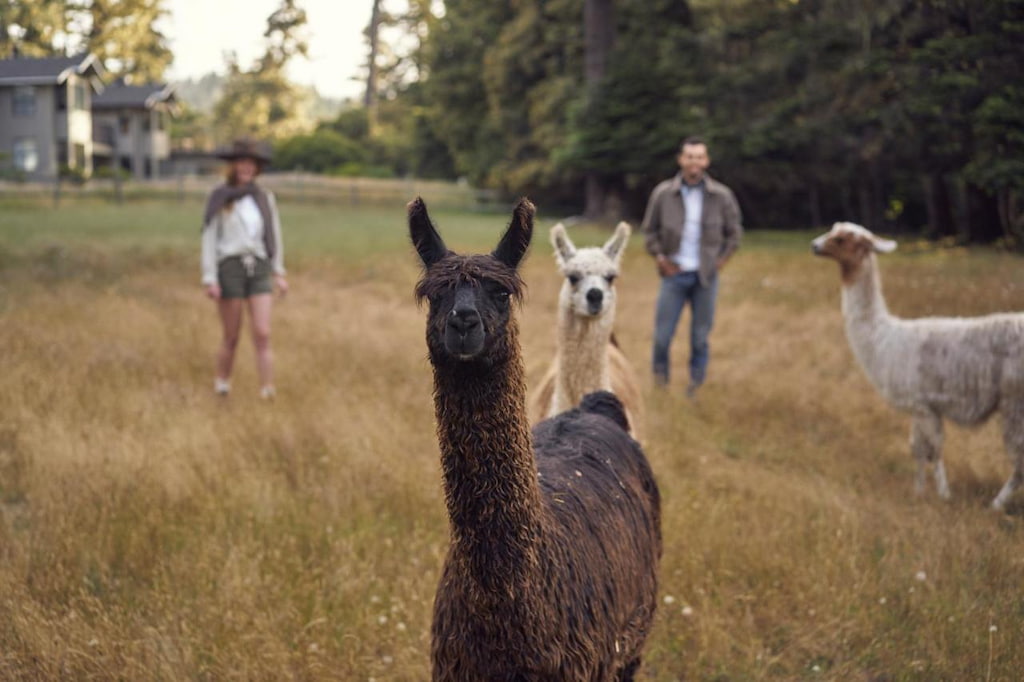 llamas on the field with two people in the background