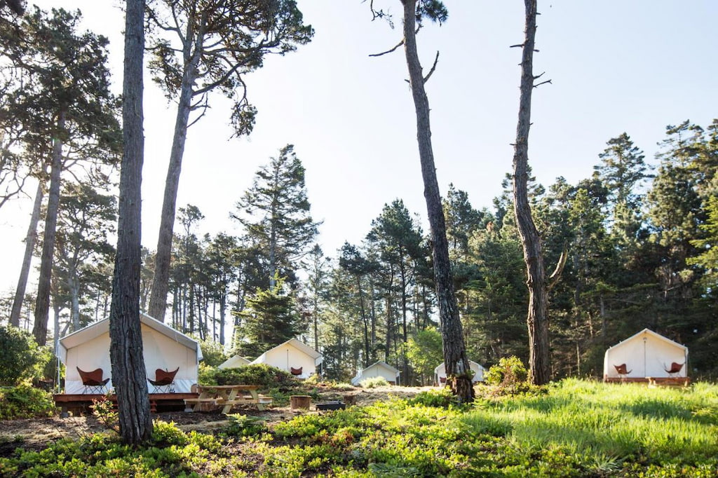 Luxury tents surrounded by tall trees during a sunny day