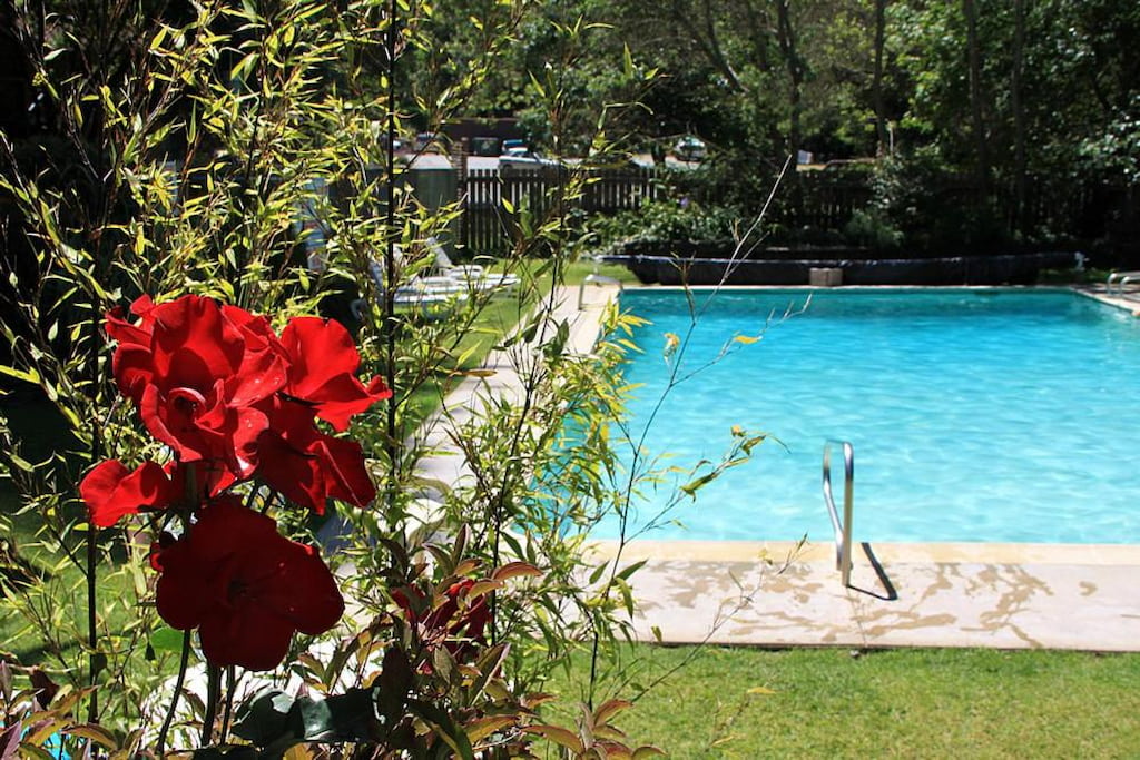 Outdoor pool surrounded by plants and red flowers