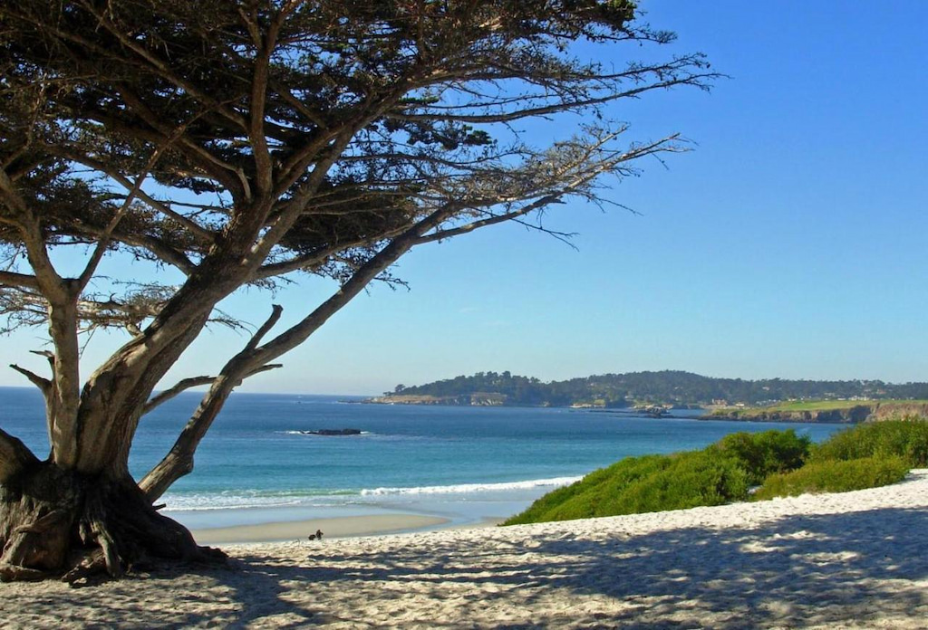 California coastline with grey sand, large tree on the left and bright blue ocean in the distance on a sunny day just steps from the best boutique hotels in Carmel by the Sea CA